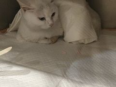-宠爱国际动物医院· 猫科· 外科·中兽医(长白店)