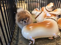 -J Create城市露营咖啡·简餐·宠物(上海动物园店)