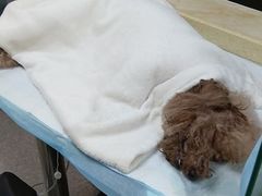 -安安宠医·安宠宠物医院