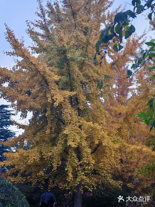 老板恋上鱼(印象城店)图片