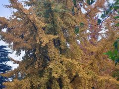 -老板恋上鱼(印象城店)