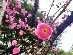 -龙头寺公园