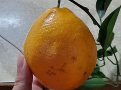 -鸡鸣汤包(广东路店)