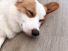 -浣熊柯尔鸭土拨鼠·电玩咖