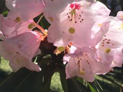 -硗碛藏寨·神木垒景区