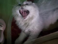 -半天妖烤鱼(芜湖市镜湖万达店)