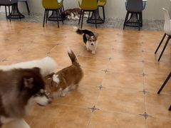 -Let's go狗咖·猫咖·奶狗·桌游(春熙路IFS店)