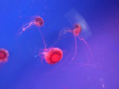 -芜湖新华联大白鲸海洋公园