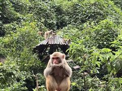 -西双版纳原始森林公园