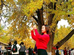-千年银杏谷文化旅游区