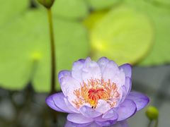 -国家植物园南园