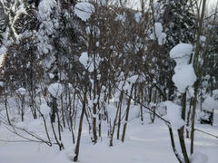 android_upload_pic-雪谷
