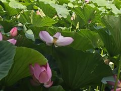 -长春市南湖公园