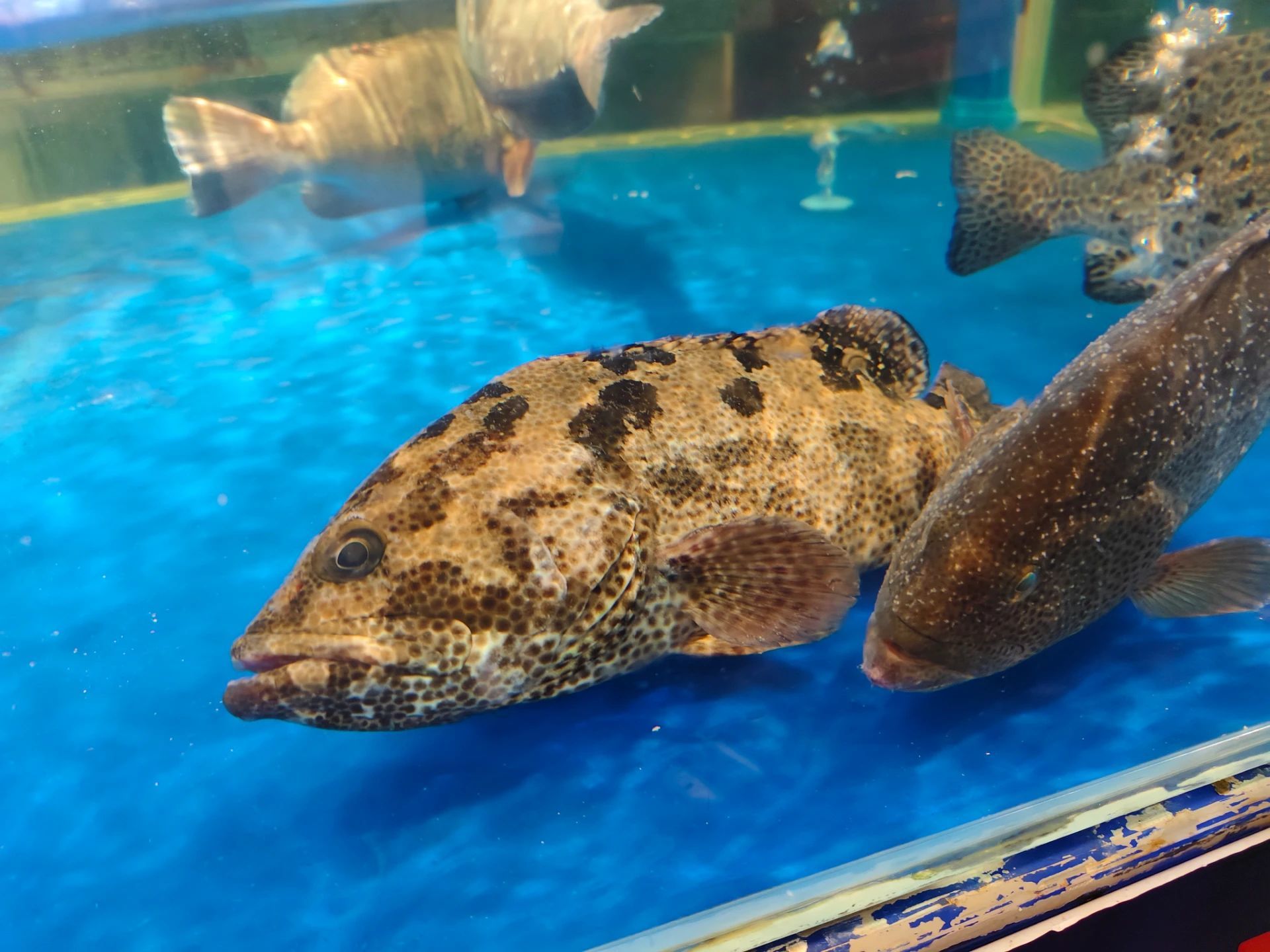 这种是什么鱼啊?