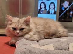 -babydoll猫舍·米努特·德文·缅因(久光中心店)