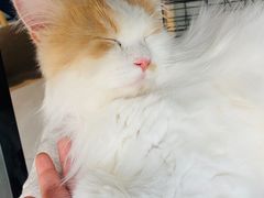 -平行世界·猫咖(首经贸店)
