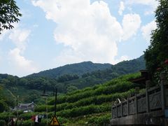 -龙井村