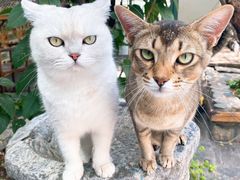 -喵屿·大理花园猫咖