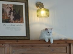 -Catmate·猫肥家润(金润铂宫店)