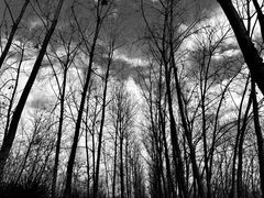 -合肥滨湖国家森林公园