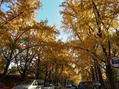 -三里屯东五街银杏大道