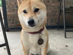 -柴犬高等学院·狗咖·柴犬售卖·宠物训练