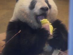-红鼎坊·老成都火锅(新南门店)