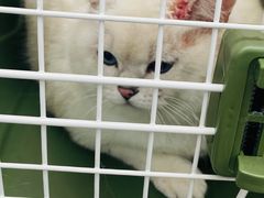 -北京观赏动物医院·24小时大型综合·猫专科·异宠专科