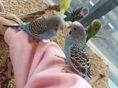 -怪兽屋·羊驼·猫咖·狗咖(俊华广场店)