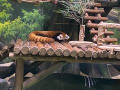 -海合安成都极地海洋公园