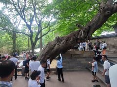 -青岛崂山太清宫
