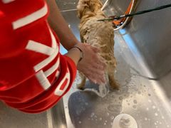 -PETKIT 小佩宠物·低压洗护·美容·寄养(安远店)