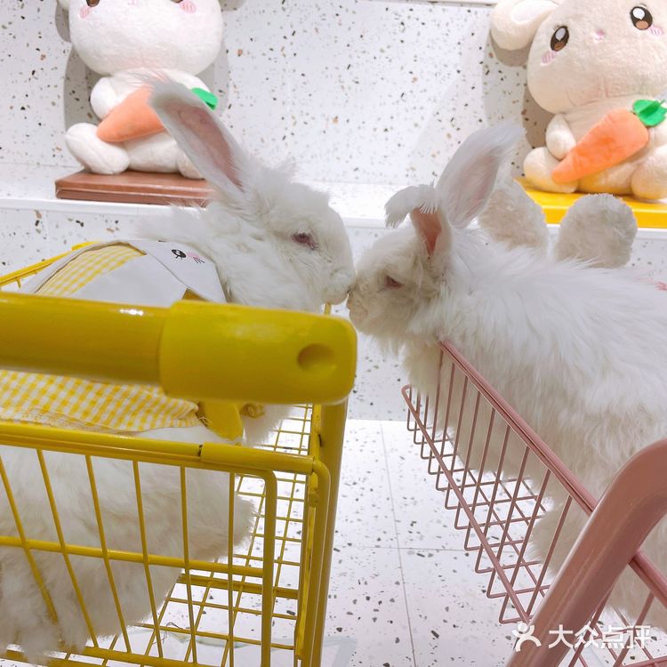 🐰：你们拍吧，不用管我