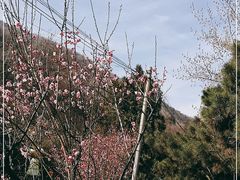 -盛世牡丹苑生态文化旅游区