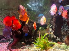 -上海海洋水族馆