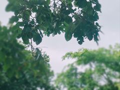 -莲花山公园