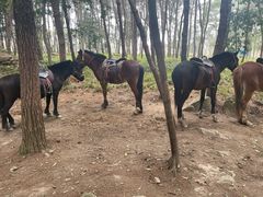 -铁山坪森林公园