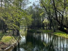 -上海共青森林公园