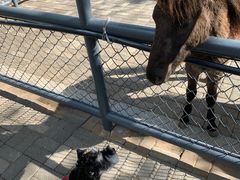 -长白岛森林公园