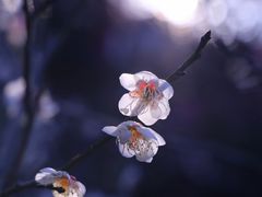 -杭州植物园