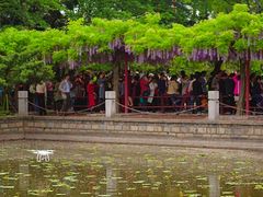 -嘉定紫藤园