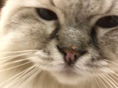 -安格丽娜·狗咖·猫咖羊驼咖(春熙路百盛商场店)