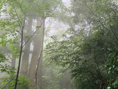 -天目山大树王景区