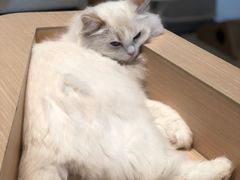 -瞄一喵猫咖(格力海岸店)