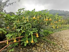 -广州市石门国家森林公园