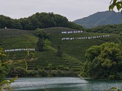 -龙坞茶村