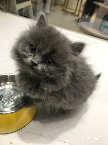 怕照顾不好它。不曾拥有便不会失去吧