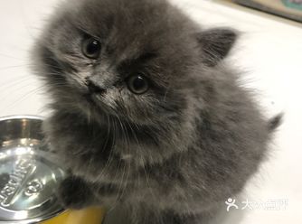 怕照顾不好它。不曾拥有便不会失去吧