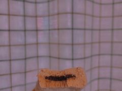 -好利来(永安道店)