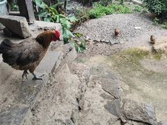 -高荡千年布依古寨旅游景区